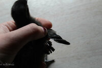Chicks 2019-11.jpg