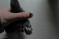 Chicks 2019-9.jpg
