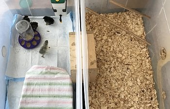 Indoor Chick Brooder and Grow Out Pen