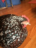 image.jpeg