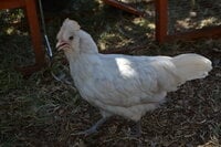 DSC_0062.JPG