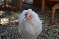 DSC_0051.JPG