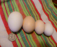 4 eggs (3 of 1).jpg