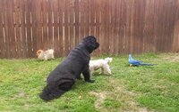 Bailey.jpg