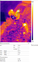 chicken coop birds 1-27-19.png
