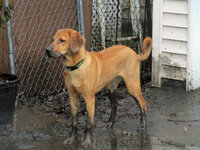 muddy dog 2.jpg