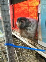 344222DC-CB84-4189-BEC2-EEADFC71E4DF.jpeg