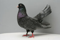 Oriental-Roller-pigeons.jpg