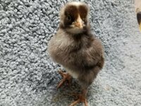 G163 20190118 Chicks - Cuckoo Marans 01b.jpg