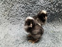 G173 20190116 Barred Rock.jpg