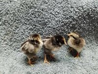 G177 20190116 2 Silver Laced Wyandotte + CCL.jpg