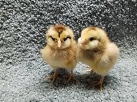 G179 20190116 Easter Eggers.jpg