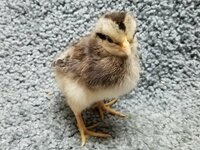 G166 20190118 Chicks - CCL 01b.jpg