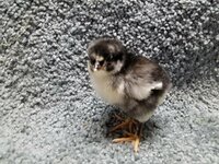 G160 20190116 Black Ameraucana vs Jersey Giant vs other.jpg