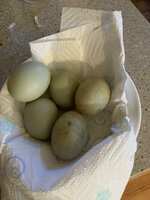 duckeggs1302019.jpg