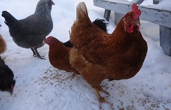 Frostbite in Chickens