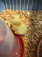 hatchday1.jpeg