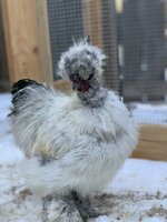 Roxie2.jpg Roxie2.jpg