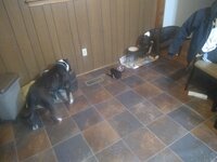IMG_20190126_191058122.jpg