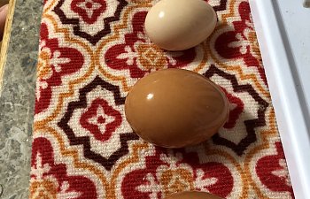 Selling eggs for beginners ~ What to do and how to get started