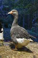 my wittle goose.jpg