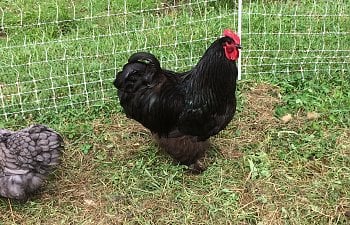 Selecting Good Flock Roosters