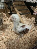 IMG_1143.jpeg