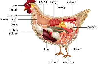 The Anatomy Of A Chicken.