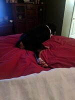 IMG_20190204_180923.jpg