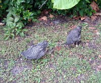 IMG_20181104_072807283.jpg
