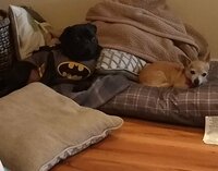 IMG_20190205_085946096.jpg