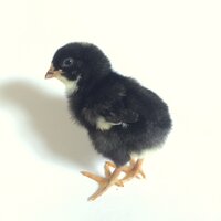 barred-rock.jpeg
