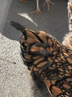 D4335E6E-3BE4-4980-8838-B8BC07063D03.jpeg