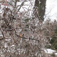 Square Filbert closeup ice 2 2-6-2019 10-24-48 AM.JPG