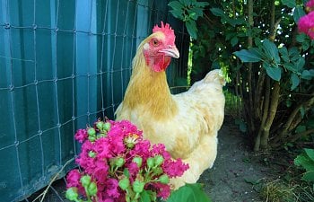 My Buff orpington Clementine!