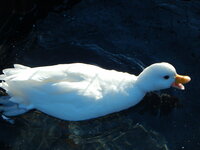 DSCN4005.JPG