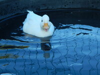DSCN4076.JPG
