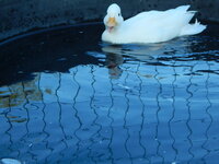 DSCN4077.JPG