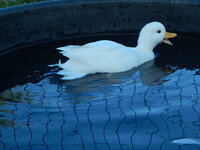 DSCN4081.JPG