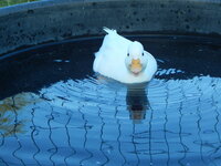 DSCN4082.JPG