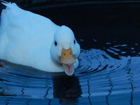 DSCN4083.JPG