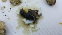 failed-twin-quail-hatch-20190207.jpg