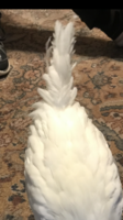 1CAF653C-CF56-43F3-A0FF-43E7DDF5F418.png