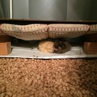brooder1a-5-14.jpg