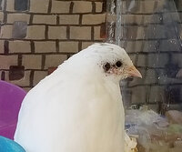 birdwound.jpg