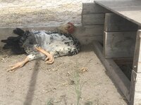 thumbnail_IMG_0077.jpg
