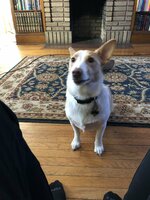 051716A8-D685-42BD-A5DD-EC513D49DF6F.jpeg