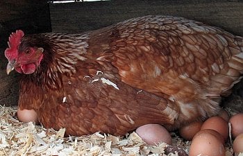 Major Factors Affecting Egg Production