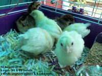 16aug14chix141715.jpg