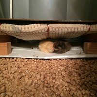 brooder1a-5-14.jpg
